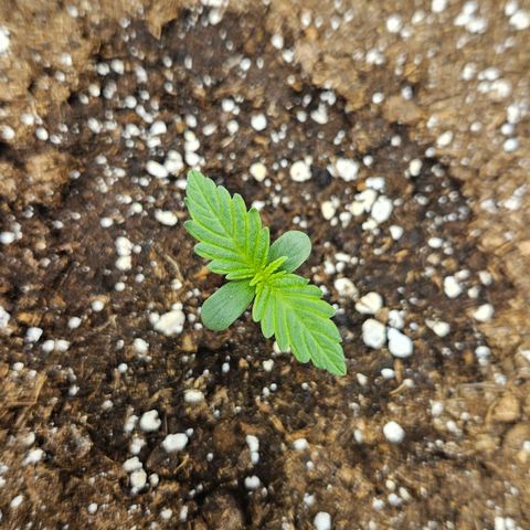 Northern Lights #2 growlog timeline photo