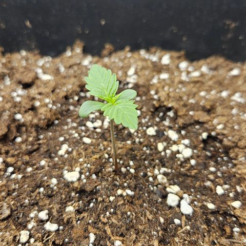 Northern Lights #2 growlog timeline photo