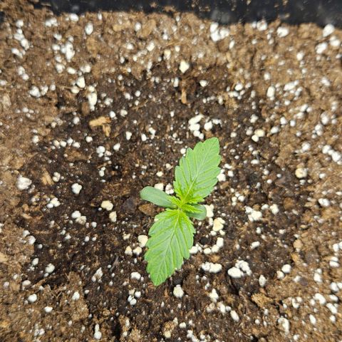 Northern Lights #1  growlog timeline photo