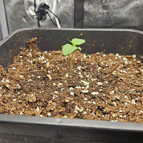 Northern Lights #1  growlog timeline photo