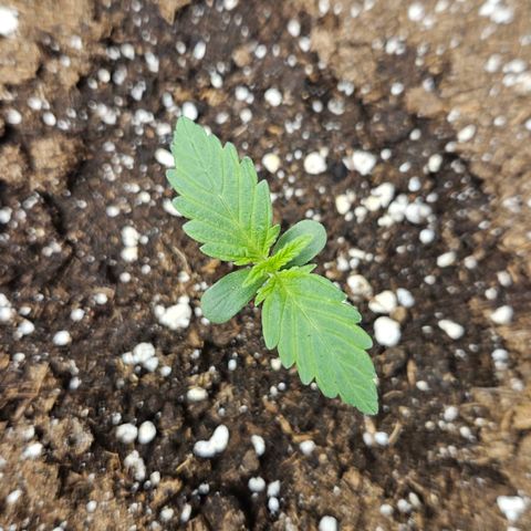 Northern Lights #2 growlog timeline photo