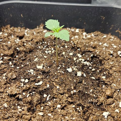 Northern Lights #2 growlog timeline photo