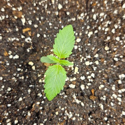 Northern Lights #1  growlog timeline photo