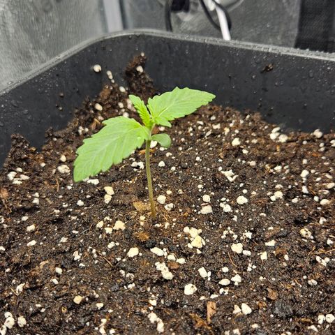 Northern Lights #1  growlog timeline photo