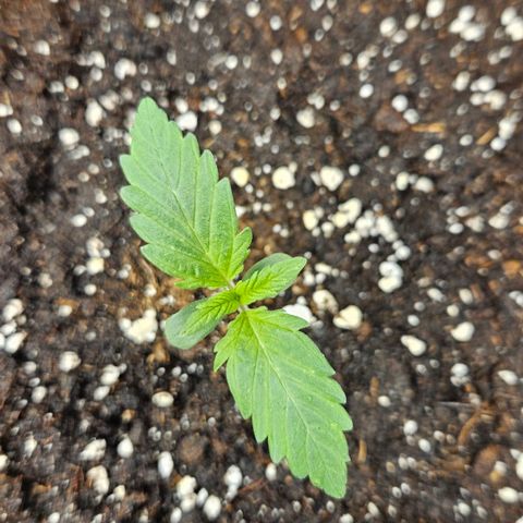 Northern Lights #2 growlog timeline photo