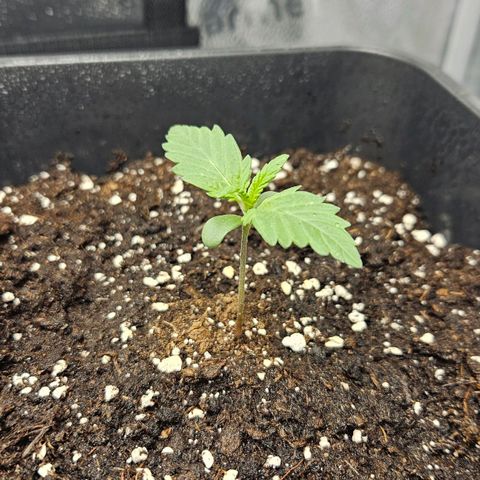 Northern Lights #2 growlog timeline photo