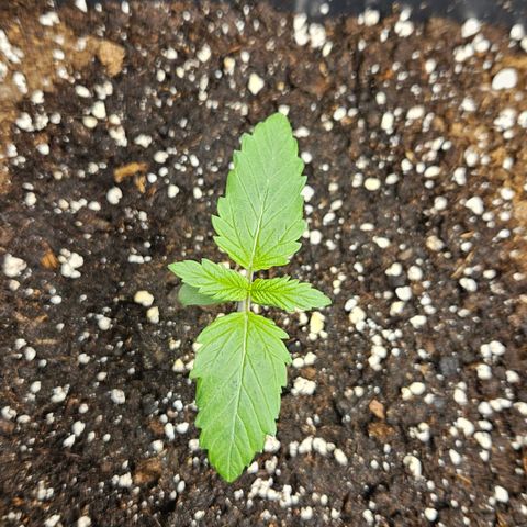 Northern Lights #1  growlog timeline photo