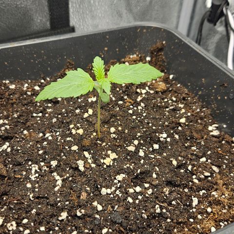 Northern Lights #1  growlog timeline photo