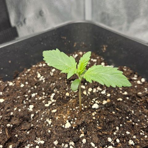 Northern Lights #2 growlog timeline photo