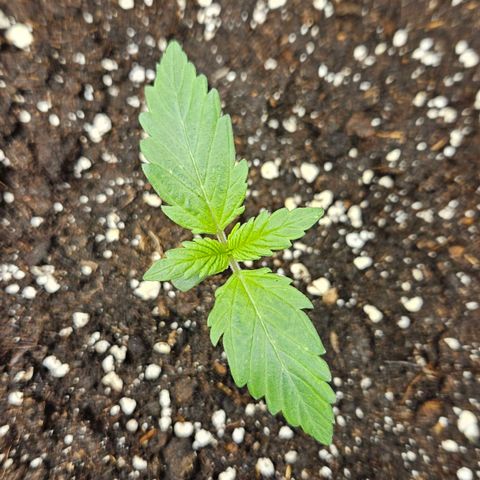 Northern Lights #2 growlog timeline photo