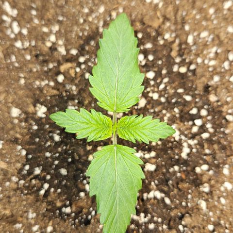 Northern Lights #1  growlog timeline photo