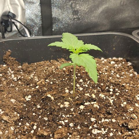 Northern Lights #1  growlog timeline photo