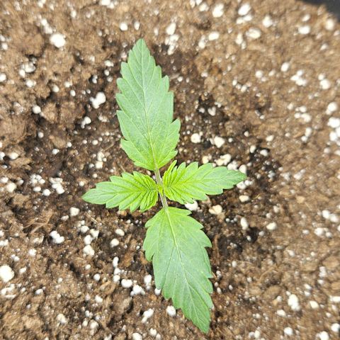 Northern Lights #2 growlog timeline photo