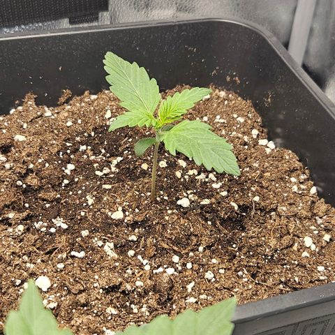 Northern Lights #2 growlog timeline photo