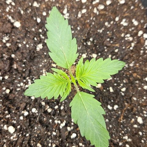 Northern Lights #2 growlog timeline photo