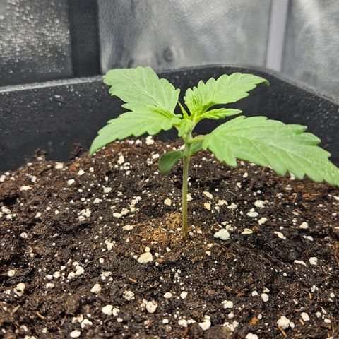 Northern Lights #2 growlog timeline photo