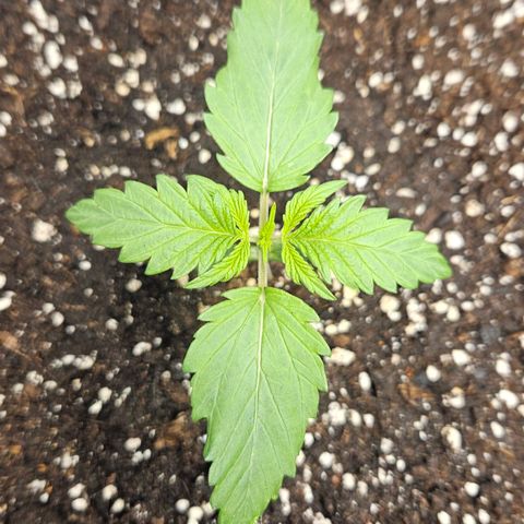 Northern Lights #1  growlog timeline photo