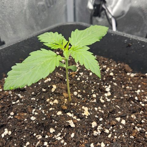 Northern Lights #1  growlog timeline photo