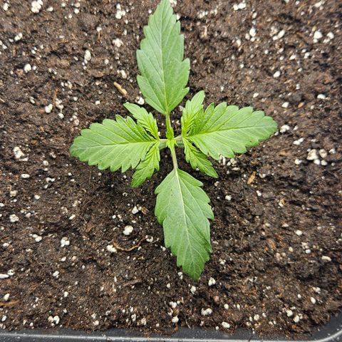 Northern Lights #2 growlog timeline photo