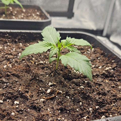 Northern Lights #2 growlog timeline photo