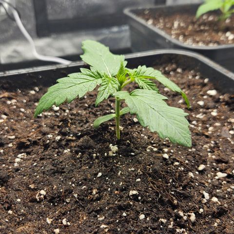 Northern Lights #1  growlog timeline photo