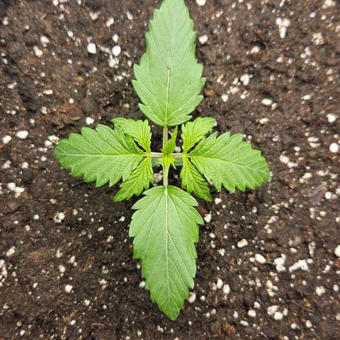 Northern Lights #1  growlog timeline photo