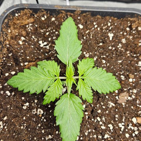 Northern Lights #1  growlog timeline photo