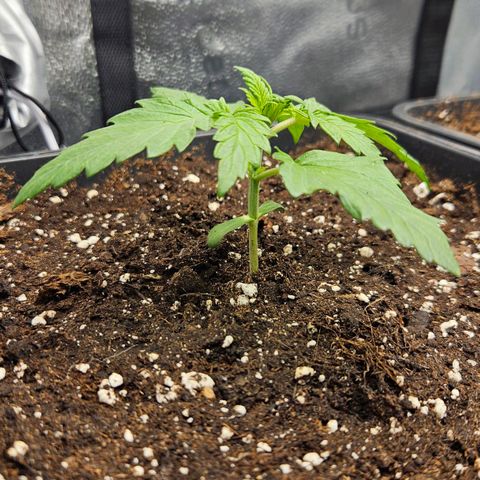 Northern Lights #1  growlog timeline photo