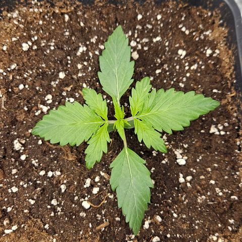Northern Lights #2 growlog timeline photo
