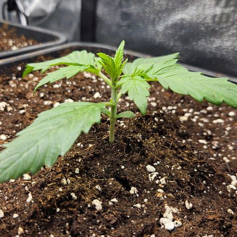 Northern Lights #2 growlog timeline photo