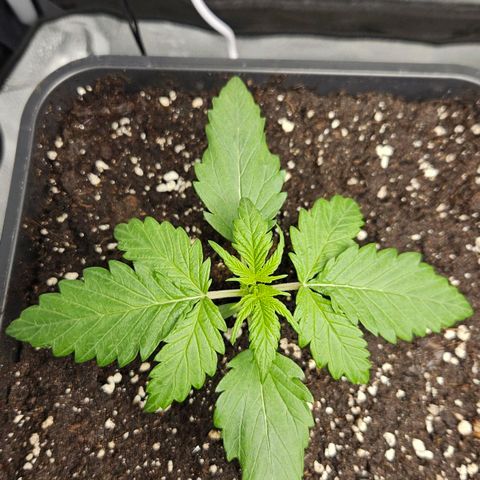 Northern Lights #1  growlog timeline photo