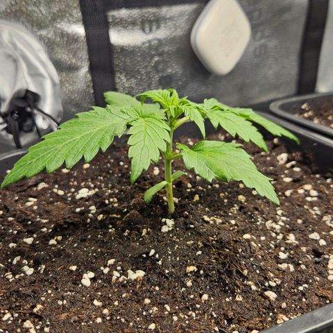 Northern Lights #1  growlog timeline photo
