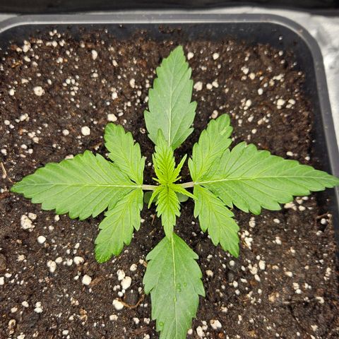 Northern Lights #2 growlog timeline photo