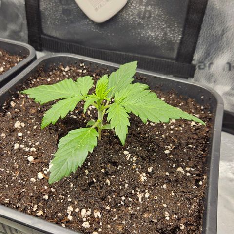 Northern Lights #2 growlog timeline photo