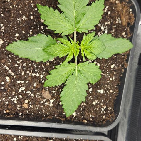 Northern Lights #1  growlog timeline photo