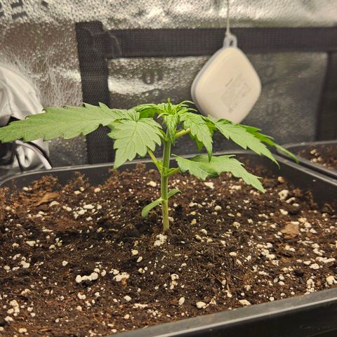 Northern Lights #1  growlog timeline photo