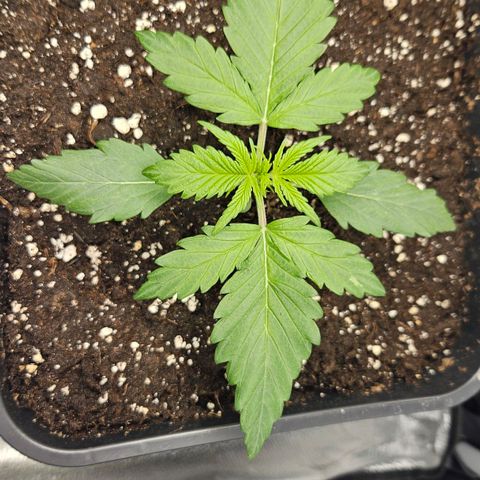 Northern Lights #2 growlog timeline photo