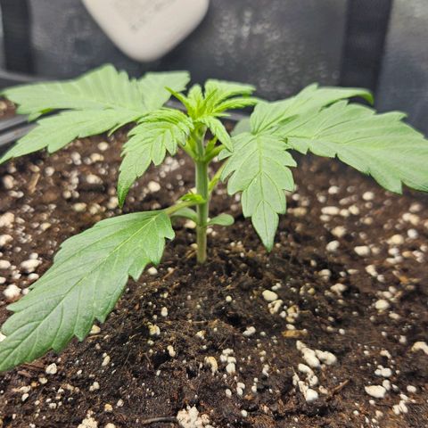 Northern Lights #2 growlog timeline photo