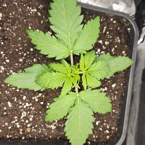 Northern Lights #1  growlog timeline photo