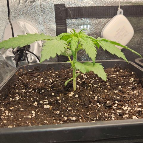 Northern Lights #1  growlog timeline photo