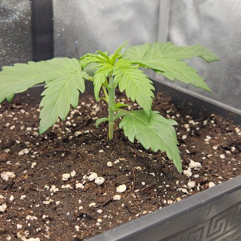 Northern Lights #2 growlog timeline photo