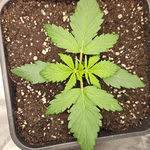 Northern Lights #2 growlog timeline photo
