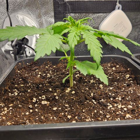 Northern Lights #1  growlog timeline photo