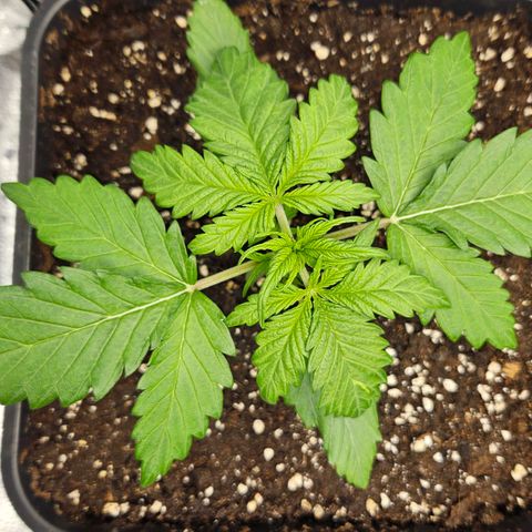 Northern Lights #1  growlog timeline photo