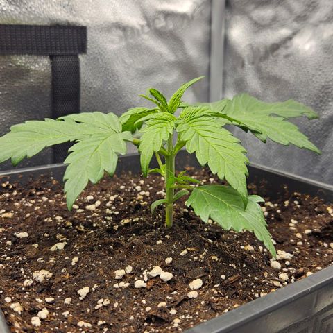 Northern Lights #2 growlog timeline photo