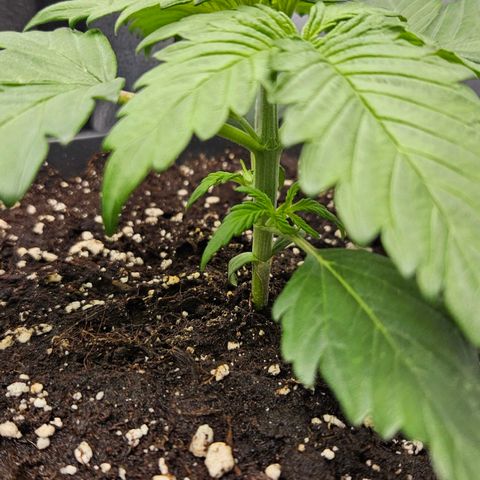 Northern Lights #2 growlog timeline photo