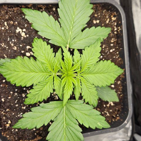 Northern Lights #2 growlog timeline photo