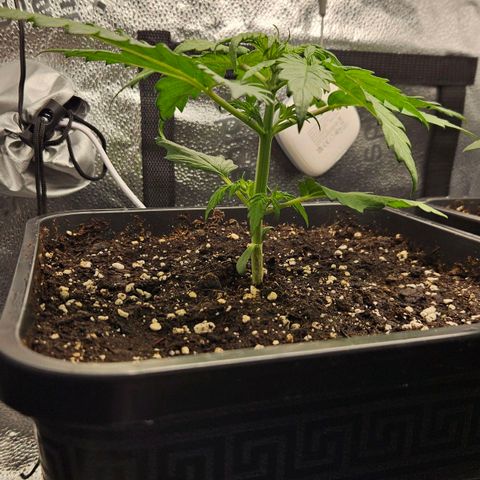 Northern Lights #1  growlog timeline photo