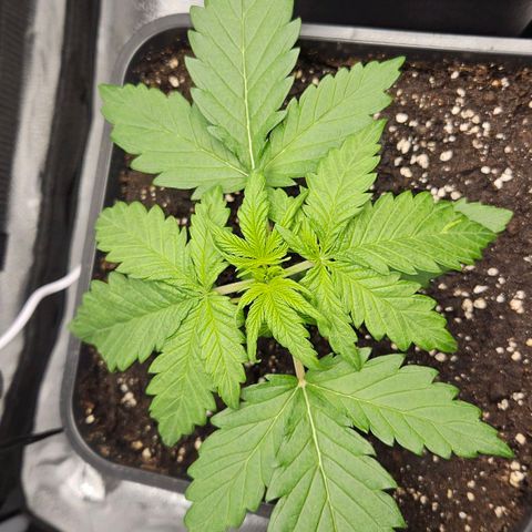 Northern Lights #1  growlog timeline photo