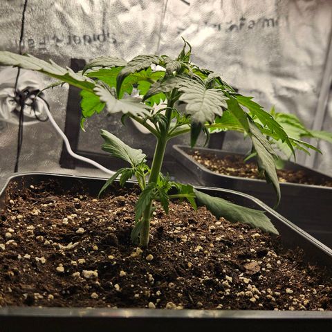 Northern Lights #1  growlog timeline photo